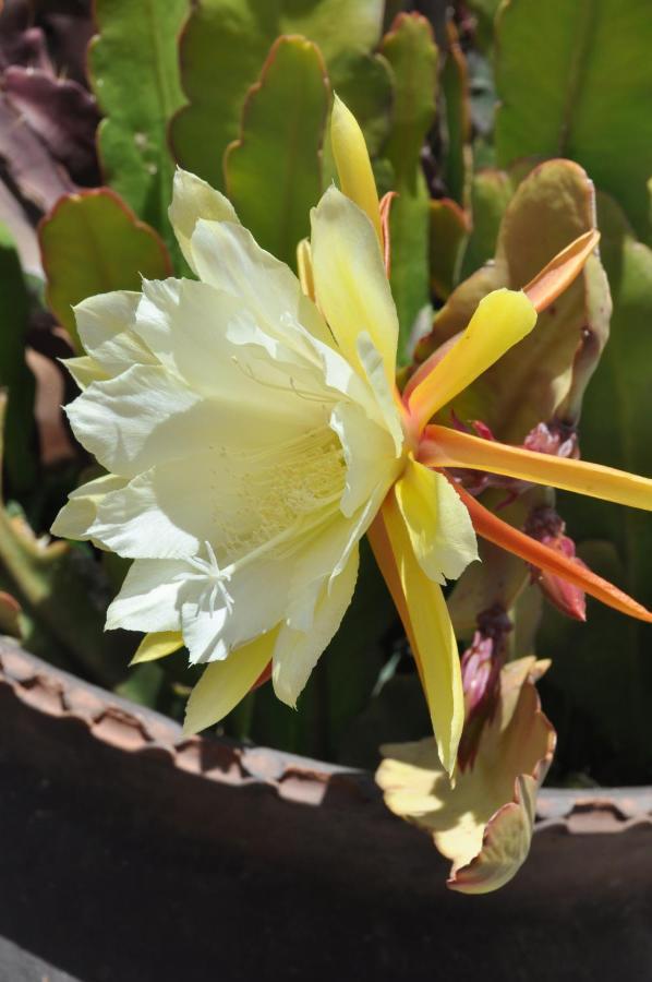 Orquideas Hotel 2*